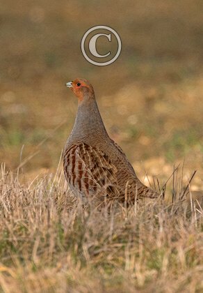 Grey Partridge DM1626